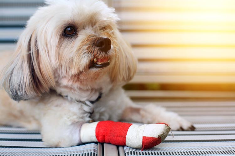 pet insurance pet insurance